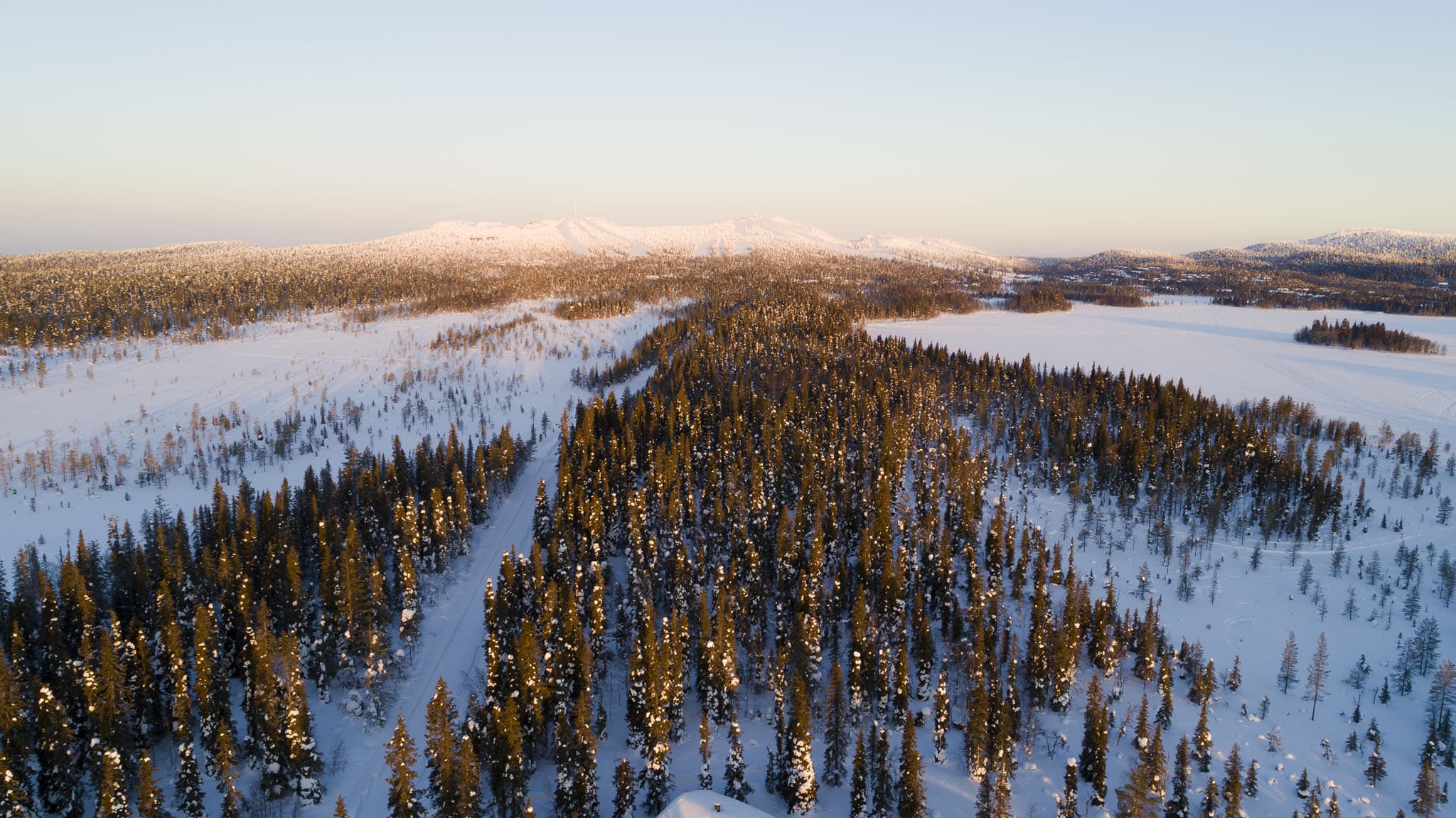 Nordic forest from above, photographed from drone